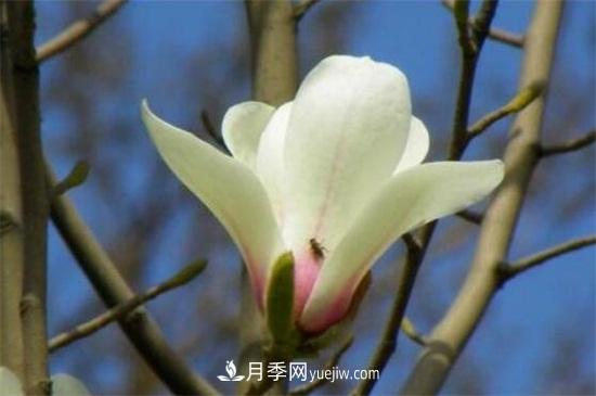 白玉兰和白兰花的区别，白玉兰花语和含义(图3)