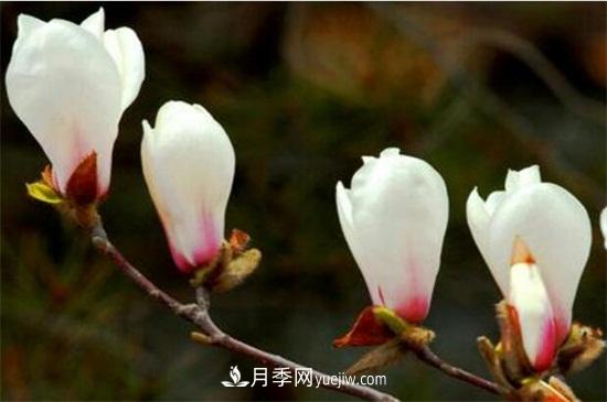 白玉兰和白兰花的区别，白玉兰花语和含义(图1)