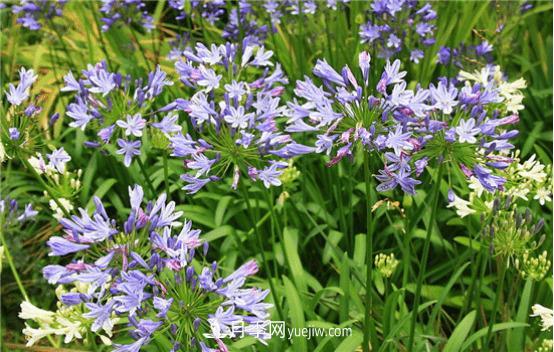 迷迭香在中国叫什么，迷迭香花语是什么(图3)