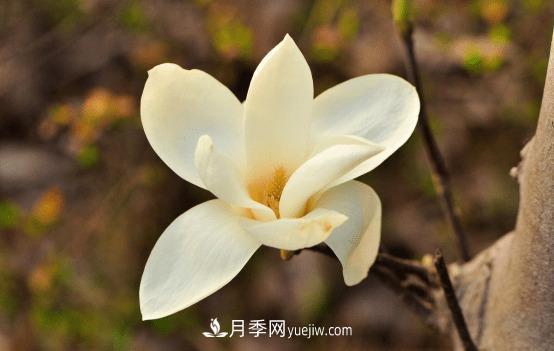 玉兰花什么时候开，玉兰花的种植方法(图1)