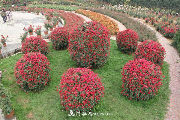 来自南阳月季的直径80CM月季花球，美上天了(图1)