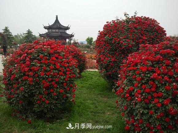 来自南阳月季的直径80CM月季花球，美上天了(图2)