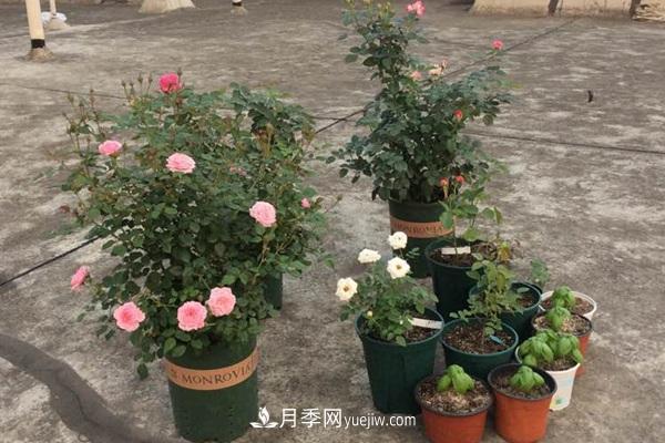 铃之妖精为阳台党而生的一款微型月季花(图2)