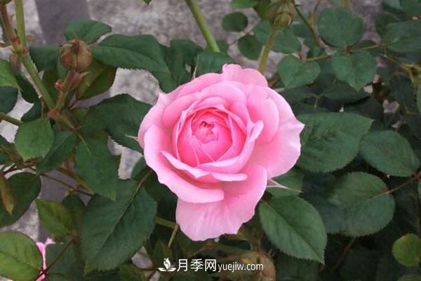 微型月季的小知识和代表品种(图2)