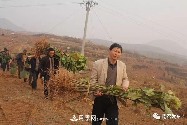 南召县邱峰：玉兰苗木脱贫攻坚战场上“最可爱的人”(图1)