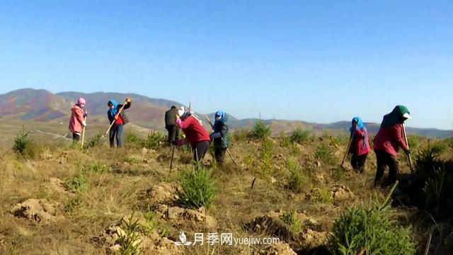 甘肃定西森源苗木：花木产业推动绿色发展(图1)