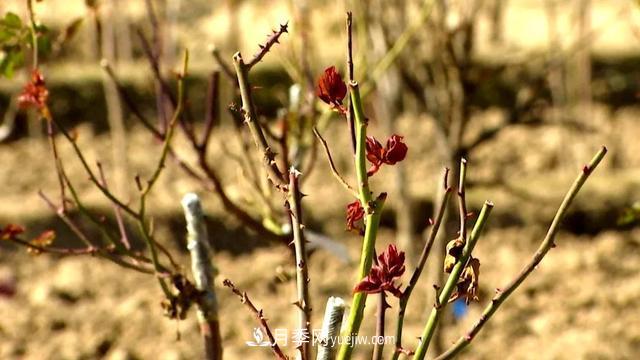 甘肃定西森源苗木：花木产业推动绿色发展(图4)