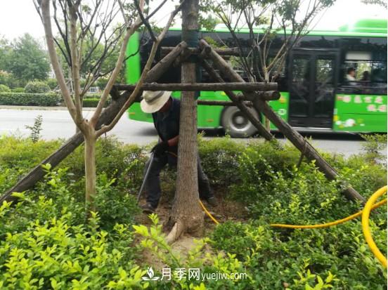 南阳市园林局力促银杏复壮,打造迷人秋景(图1) 南阳市园林局力促银杏复壮,打造迷人秋景(图1)