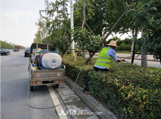 南阳市园林局力促银杏复壮,打造迷人秋景(图2) 南阳市园林局力促银杏复壮,打造迷人秋景(图2)