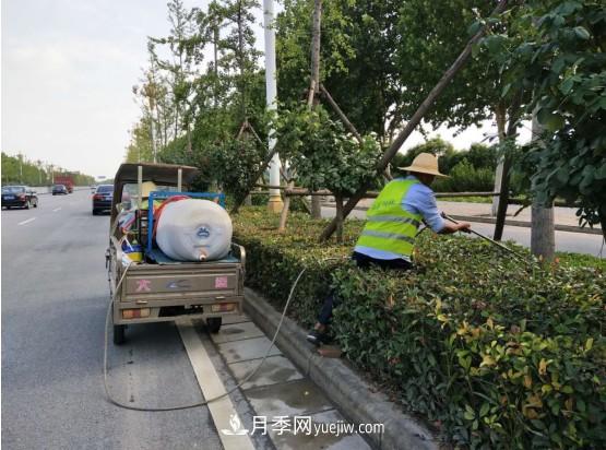 南阳市园林局力促银杏复壮，打造迷人秋景(图2)