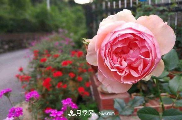 冬季月季花叶子都快掉光了应该怎么办(图2)