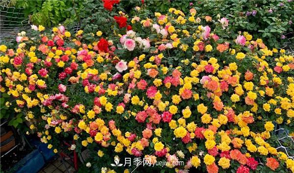 藤彩虹月季品种优缺点是什么？(图2)