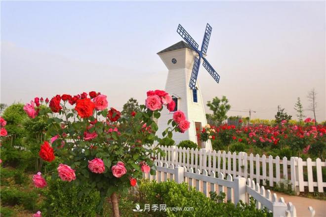 河北邯郸广平：百亩月季竞相开放(图3)