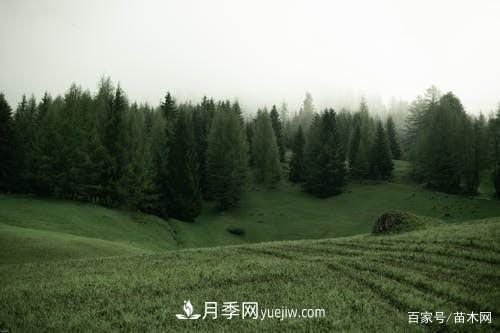 苗木要想反季节栽植，***重要的是这几步(图1)