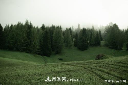 苗木要想反季节栽植,最重要的是这几步(图1)