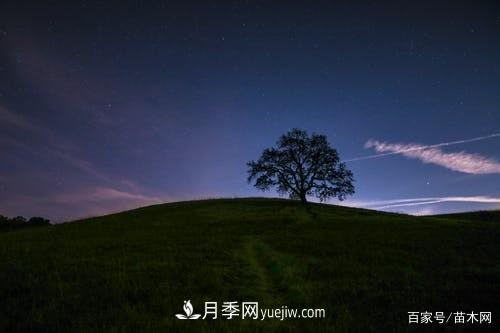 苗木要想反季节栽植,最重要的是这几步(图2)