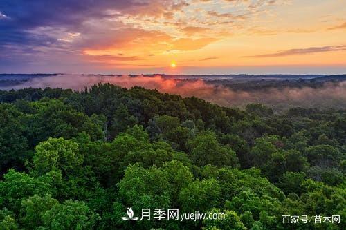 苗木要想反季节栽植,最重要的是这几步(图4)