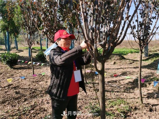 擦亮生态品牌助力乡村振兴，湖北孝昌苗木花卉产业发展综述(图3)