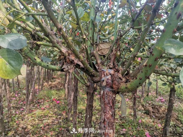 南阳月季_树状月季_棒棒糖月季树_南阳月季种植批发基地(图3)