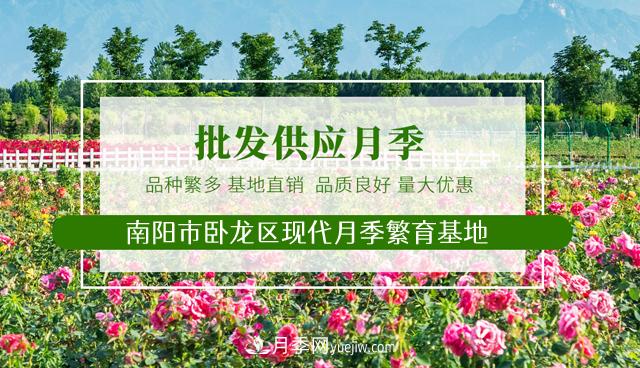 山西品种月季_山西大花月季批发_山西树状月季批发(图1)