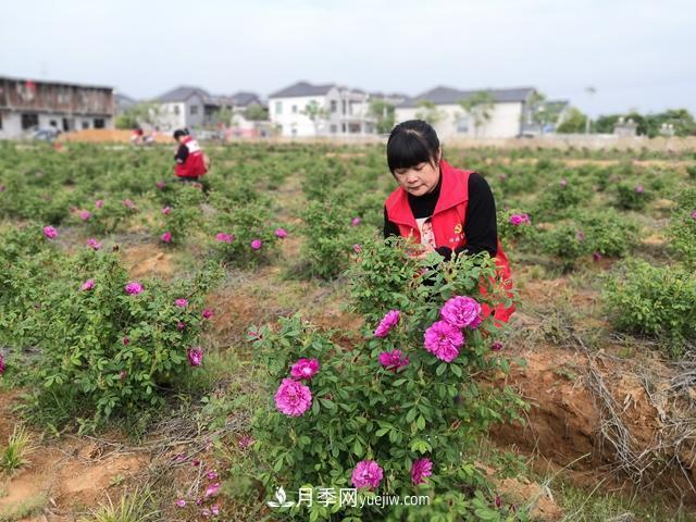 做美花木产业 浙江长兴这个乡村打造美丽经济(图2)