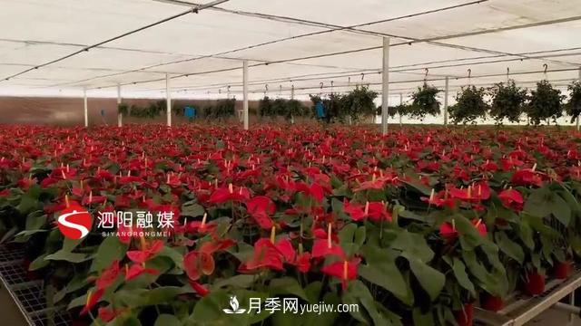 江苏泗阳新境界花卉基地：“花样”产业助力乡村振兴(图4)