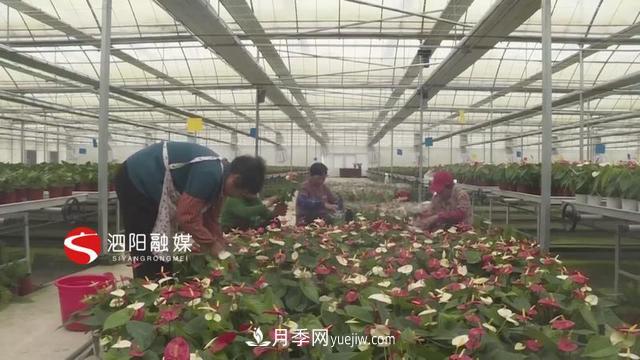 江苏泗阳新境界花卉基地：“花样”产业助力乡村振兴(图2)