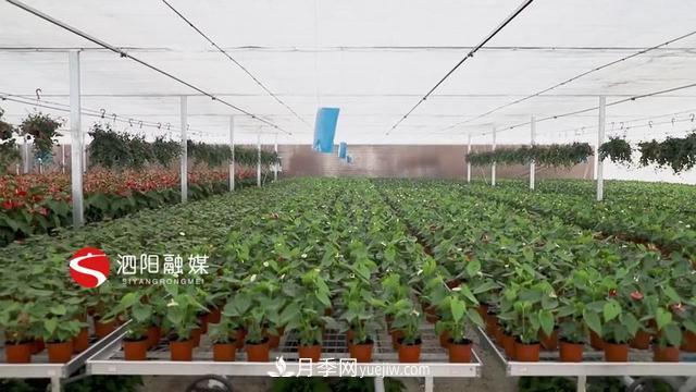 江苏泗阳新境界花卉基地：“花样”产业助力乡村振兴(图3)