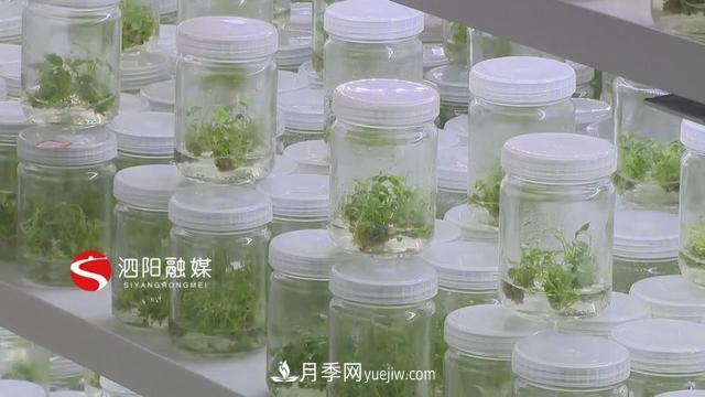 江苏泗阳新境界花卉基地：“花样”产业助力乡村振兴(图5)