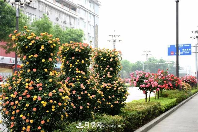 批发供应月季花瓶、月季花球等藤本造型月季(图1)