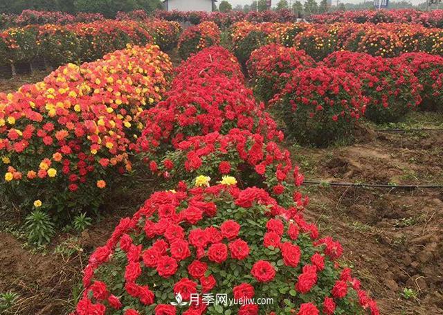 批发供应月季花瓶、月季花球等藤本造型月季(图4)