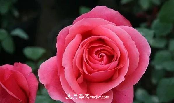 月季百科：粉扇月季(图2)