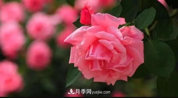 月季百科：粉扇月季(图1)