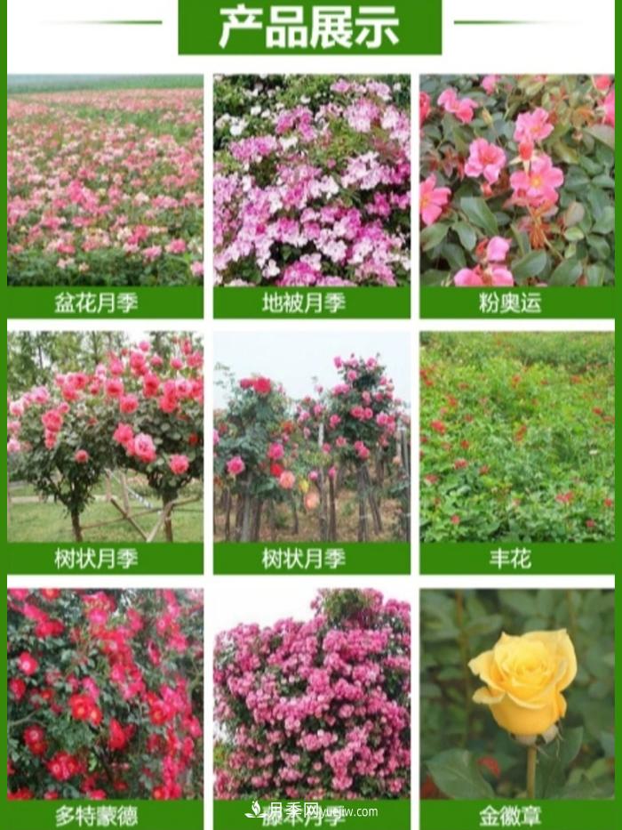 大花月季批发，树状月季批发，中国月季之乡价格就是香！(图2)