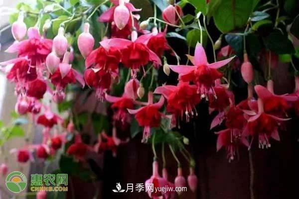 一年四季盛开的花是什么花？盘点十种四季都开花的花(图2)