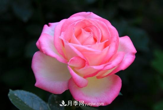 月季网教你如何区分月季和玫瑰(图1) 月季网教你如何区分月季和玫瑰(图1)