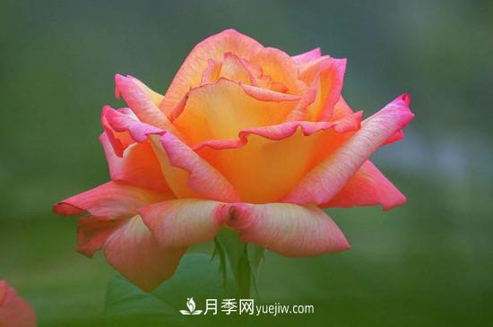 月季的花瓣有什么作用?月季花瓣的4大作用(图2) 月季的花瓣有什么作用?月季花瓣的4大作用(图2)