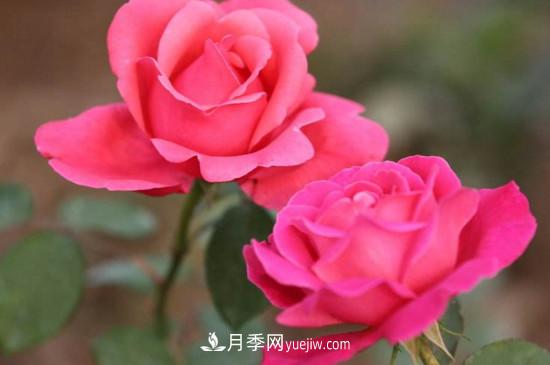 月季的花瓣有什么作用？月季花瓣的4大作用(图4)