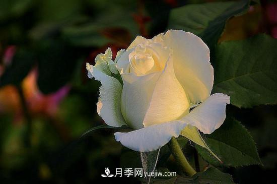 月季的花瓣有什么作用?月季花瓣的4大作用(图3) 月季的花瓣有什么作用?月季花瓣的4大作用(图3)