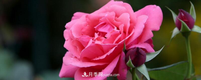 月季的花瓣有什么作用?月季花瓣的4大作用(图1) 月季的花瓣有什么作用?月季花瓣的4大作用(图1)