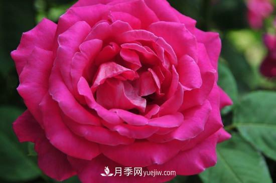 东阳市花是什么花?东阳市花是月季(图3) 东阳市花是什么花?东阳市花是月季(图3)