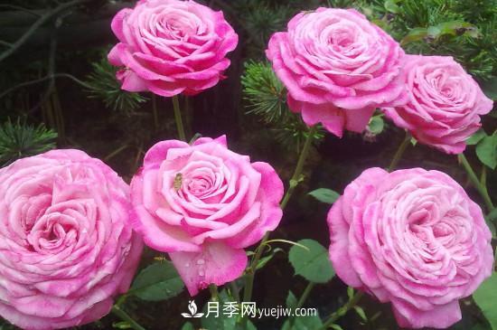 东阳市花是什么花?东阳市花是月季(图2) 东阳市花是什么花?东阳市花是月季(图2)