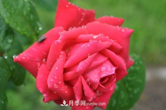 东阳市花是什么花?东阳市花是月季(图1) 东阳市花是什么花?东阳市花是月季(图1)