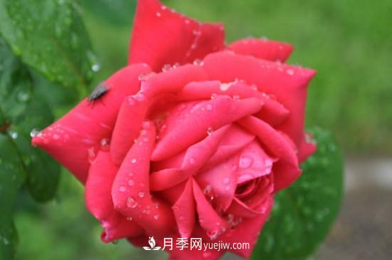 东阳市花是什么花？东阳市花是月季(图1)