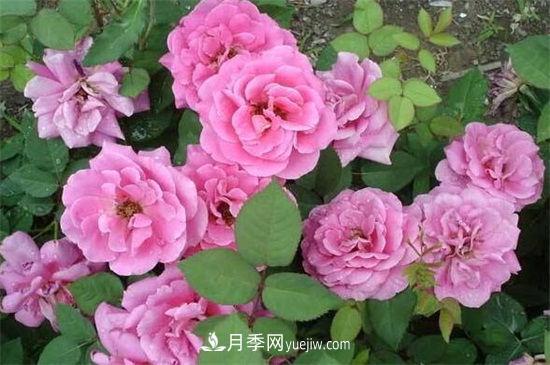 红木香花是不是月季花(图1)