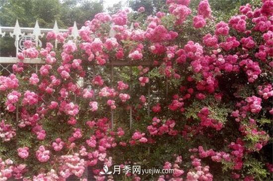 红木香花是不是月季花(图2)