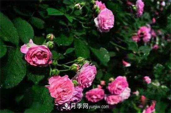 红木香花是不是月季花(图4)