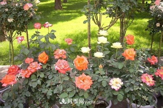 月季花什么时候开？南阳月季花期4～11月(图1)