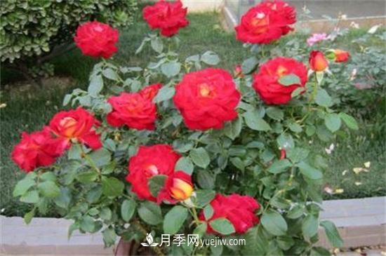 月季花什么时候开？南阳月季花期4～11月(图2)