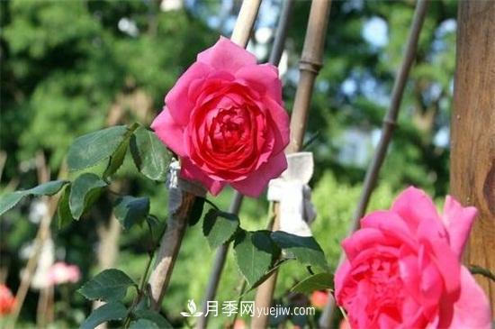 **次花后修剪主要集中在春(图1)